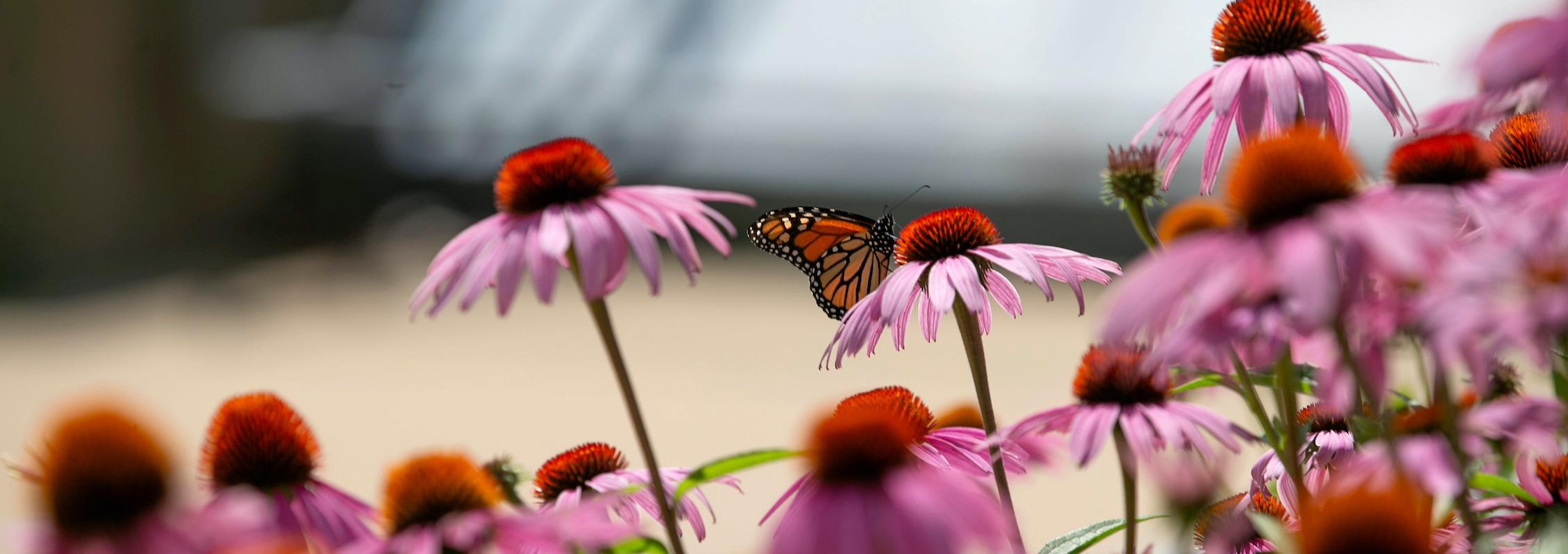 Image: Decorative image of flowers on campus